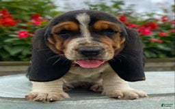 Basset Hound dogs for sale: Sally - Image 1