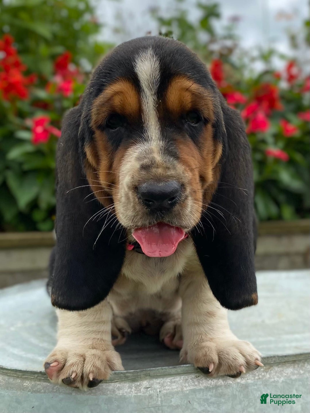 Basset Hound dogs for sale: Sally - Image 1