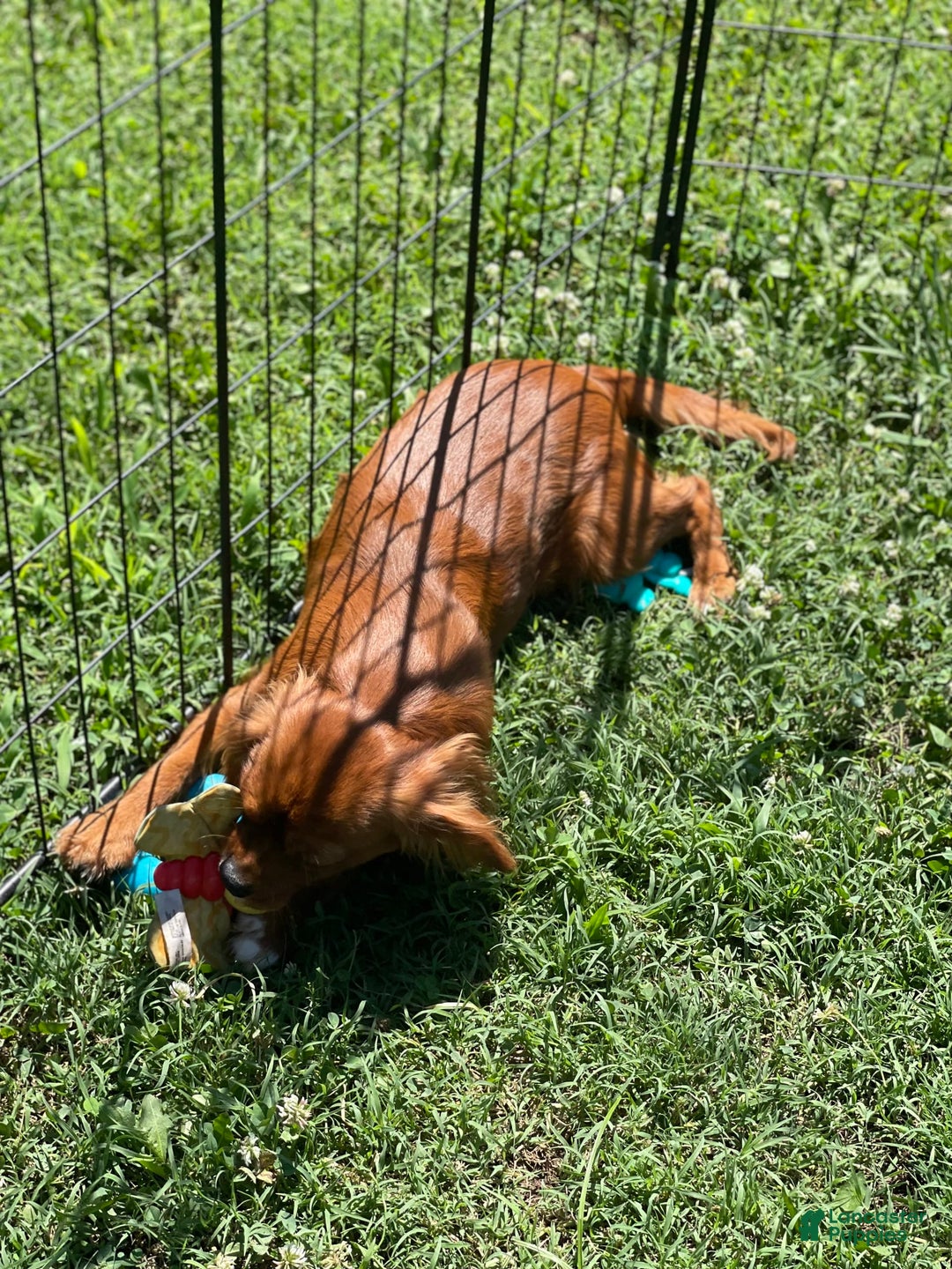 Cavalier King Charles Spaniel dogs for sale: Puppy 75 - Image 6