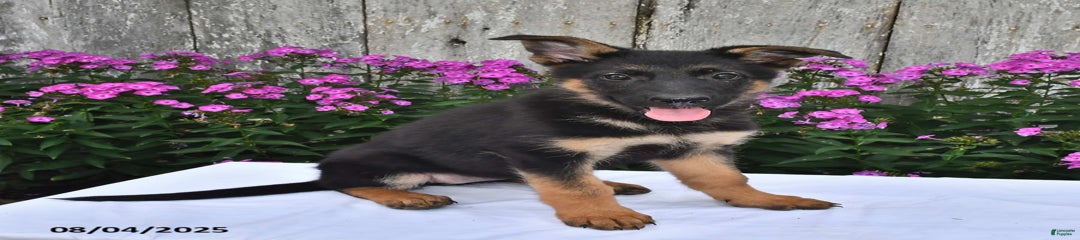 Angie
