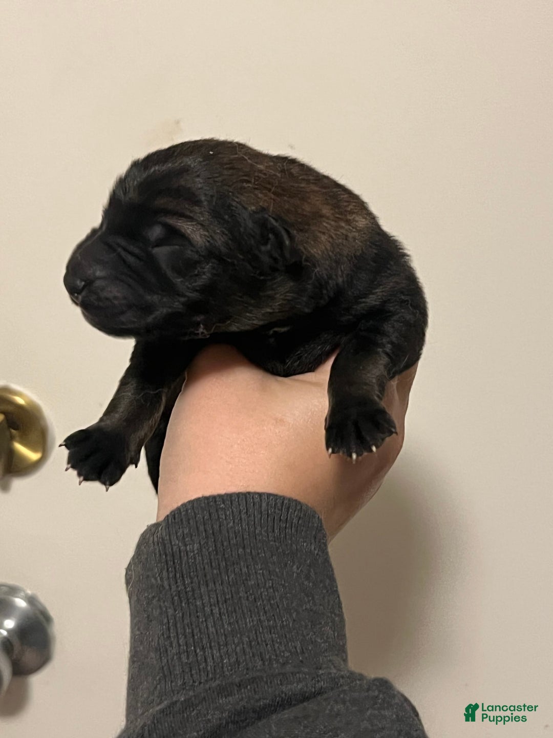 German Shepherd dogs for sale: Gamma - Image 4