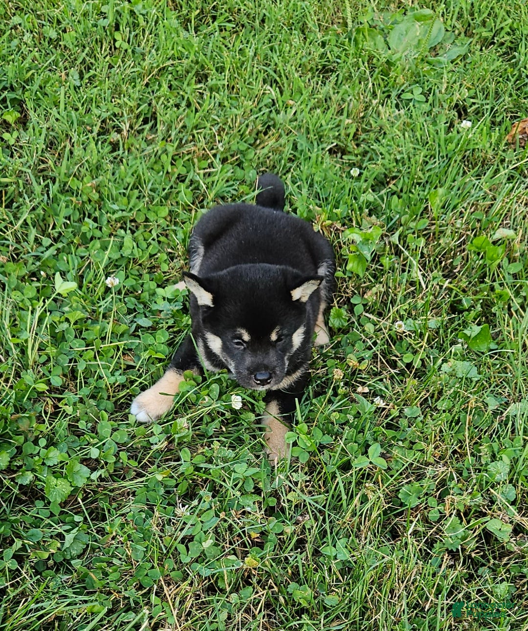 Shiba Inu dogs for sale: Reagen - Image 5