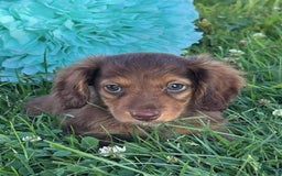 Miniature Dachshund dogs for sale: Dexter - Image 15