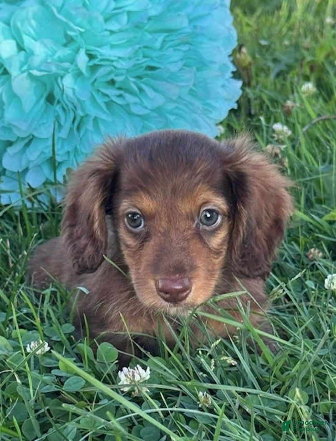 Miniature Dachshund dogs for sale: Dexter - Image 15