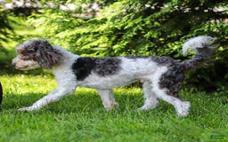 Cavapoo dogs for sale: Simba - Image 21