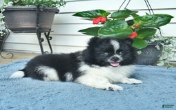 Pomeranian dogs for sale: Washington - Image 1