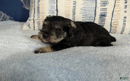 Miniature Schnauzer dogs for sale: Gypsy Male 1 - Image 9