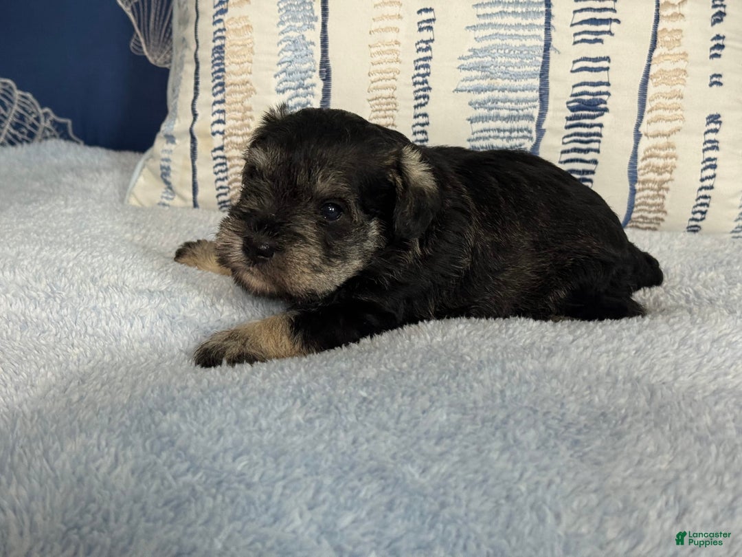 Miniature Schnauzer dogs for sale: Gypsy Male 1 - Image 9