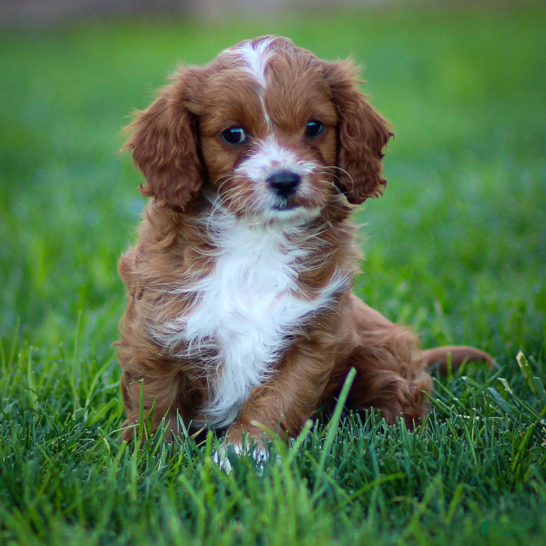 Cavapoo dogs for sale: Poppy - Image 3