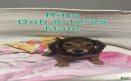 Miniature Dachshund dogs for sale: Ribs - Image 1