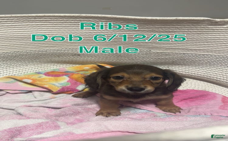 Miniature Dachshund dogs for sale - Ad 1