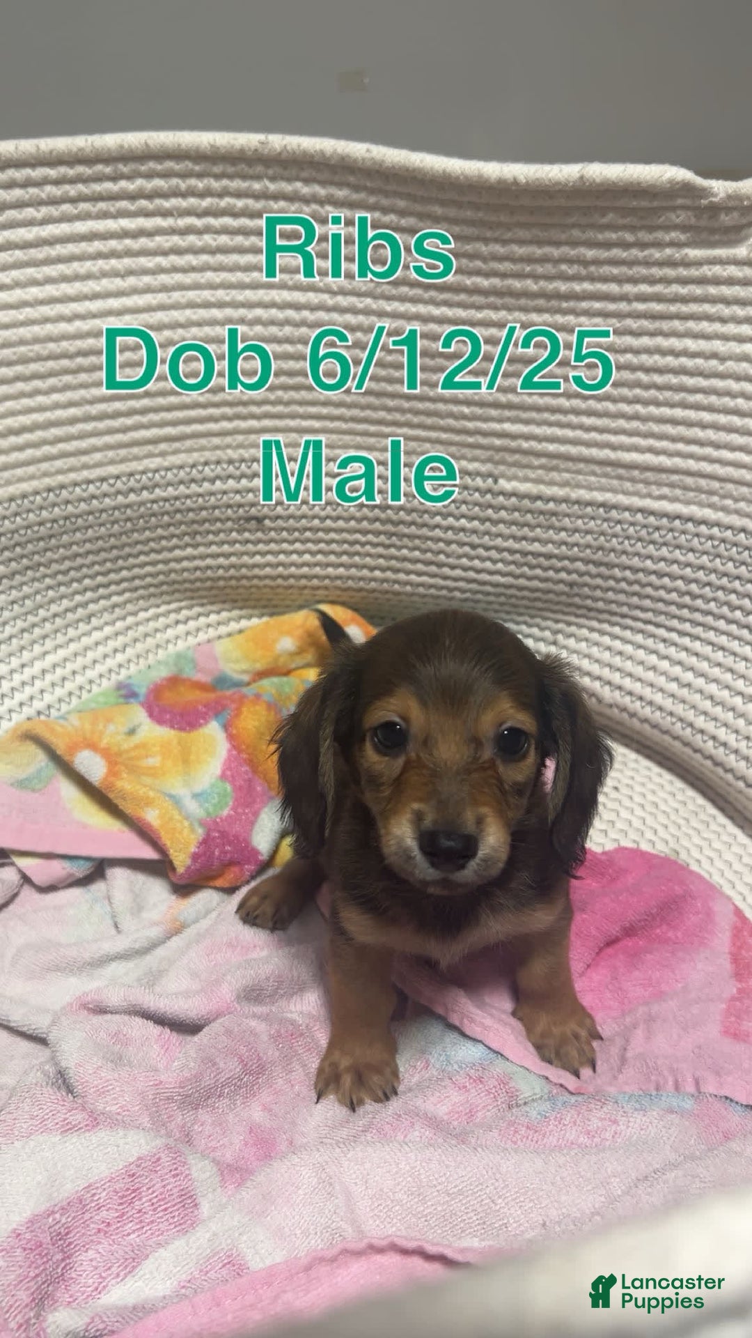 Miniature Dachshund dogs for sale: Ribs - Image 1