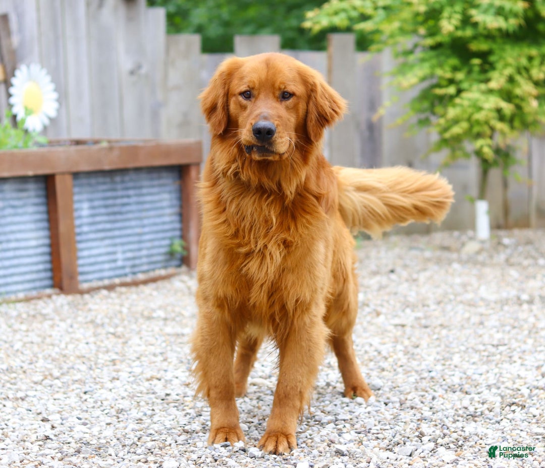 Golden Retriever dogs for sale: Mahlon - Image 7