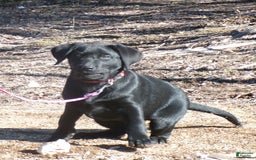 Labrador Retriever dogs for sale: Melody - Image 2