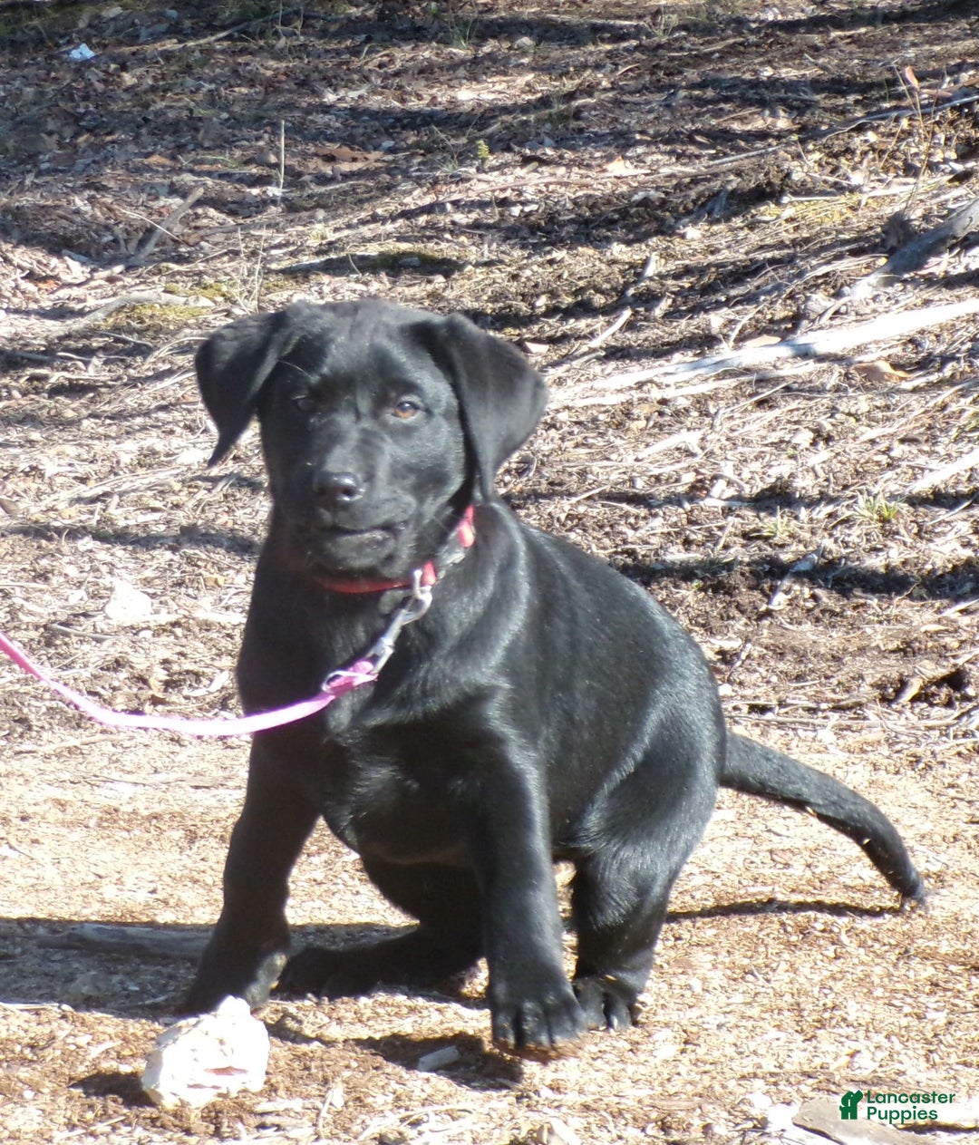 Labrador Retriever dogs for sale: Melody - Image 2