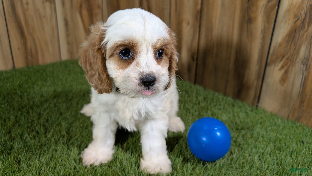Cavapoo dogs for sale: Fiona Boy 1 - Image 5