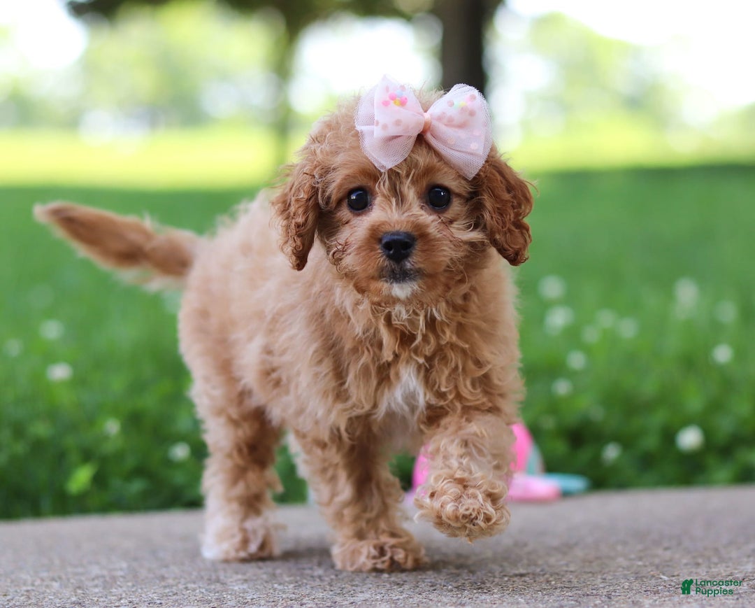 Cavapoo dogs for sale: Joy - Image 3