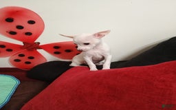 Chihuahua dogs for sale: Butters. Toy - Image 4