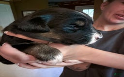 Miniature Australian Shepherd dogs for sale: Daisy - Image 5