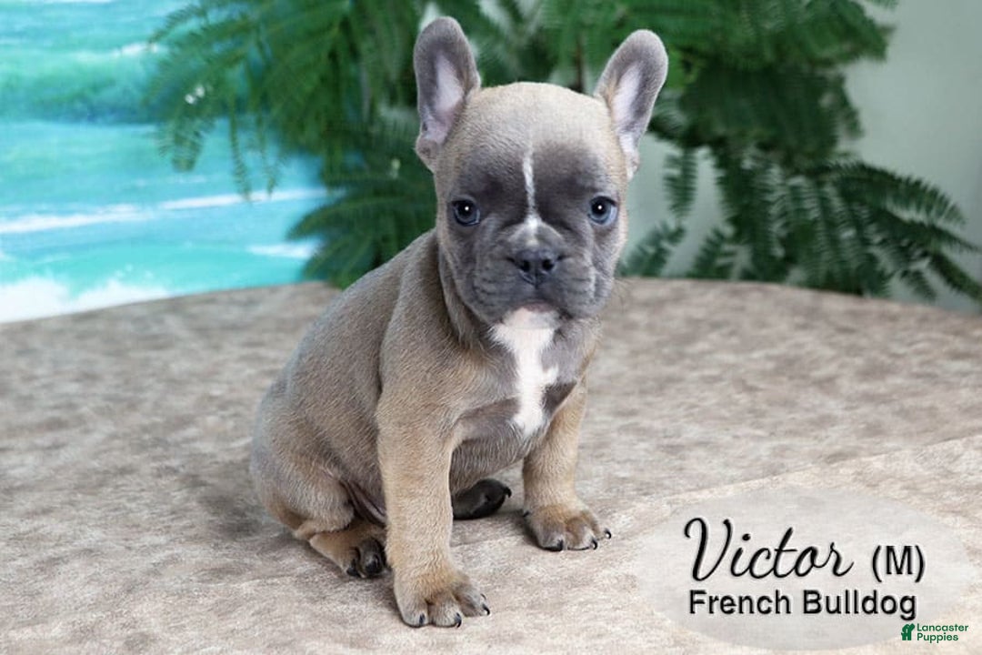 French Bulldog dogs for sale: Victor - Image 1