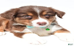 Australian Shepherd dogs for sale: Kody - Image 8