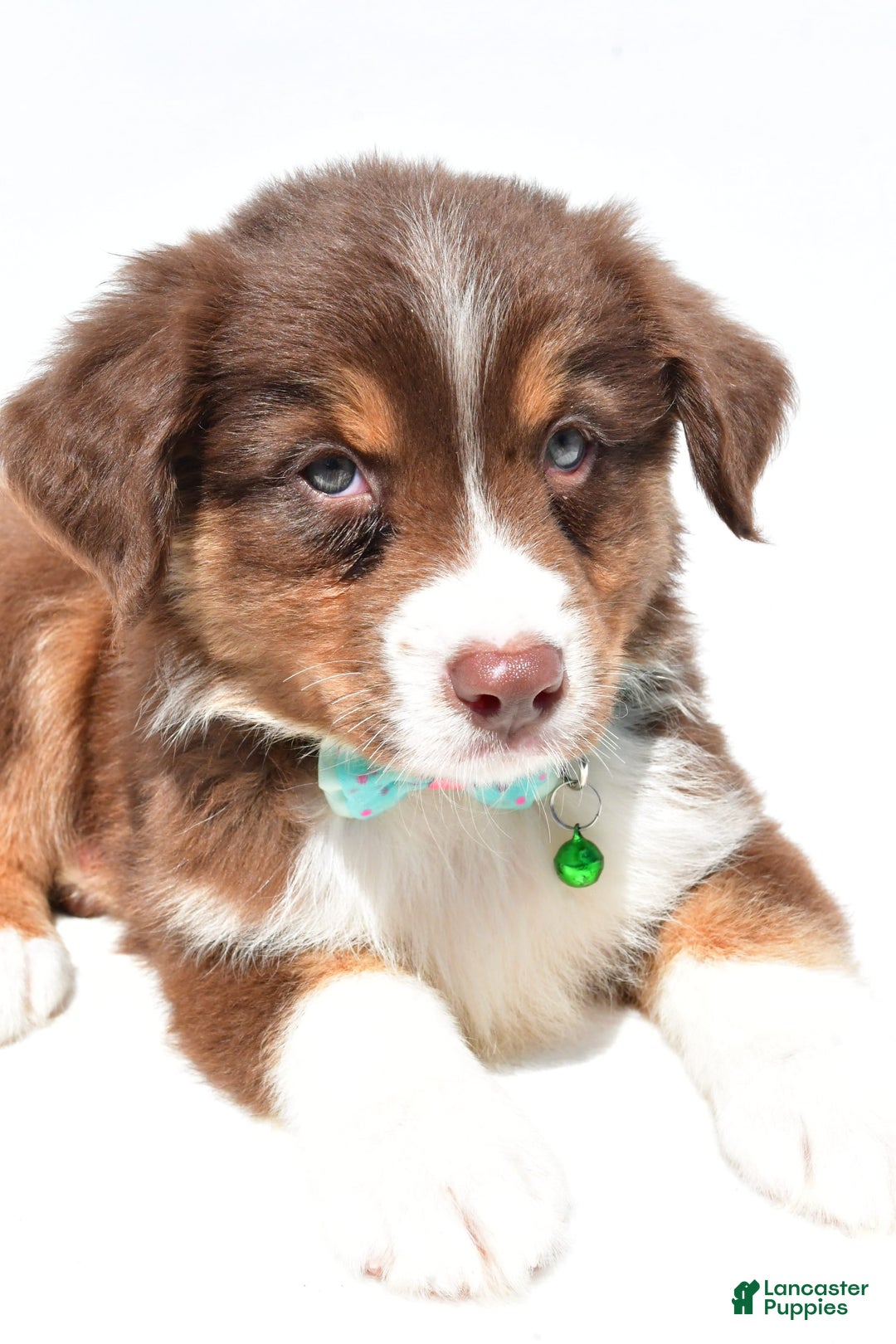 Australian Shepherd dogs for sale: Kody - Image 8