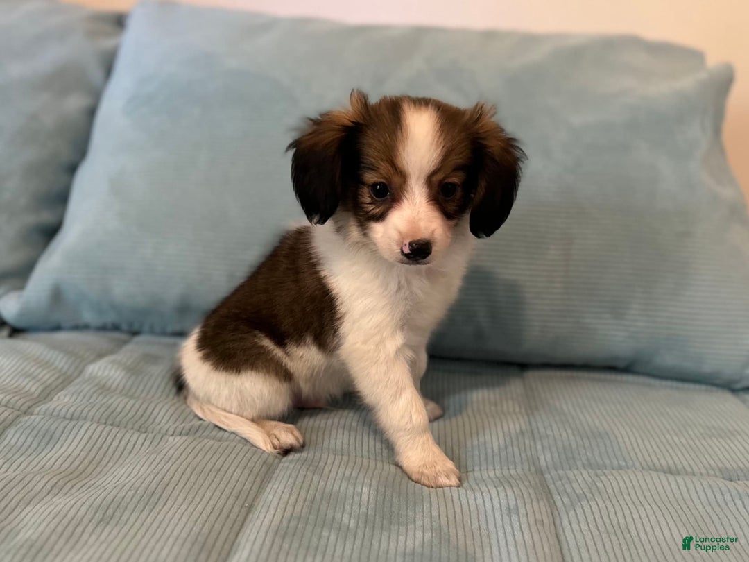 Papillon dogs for sale: Holly sable four - Image 1