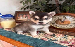 Alaskan Klee Kai dogs for sale: Blue Adam - Image 3