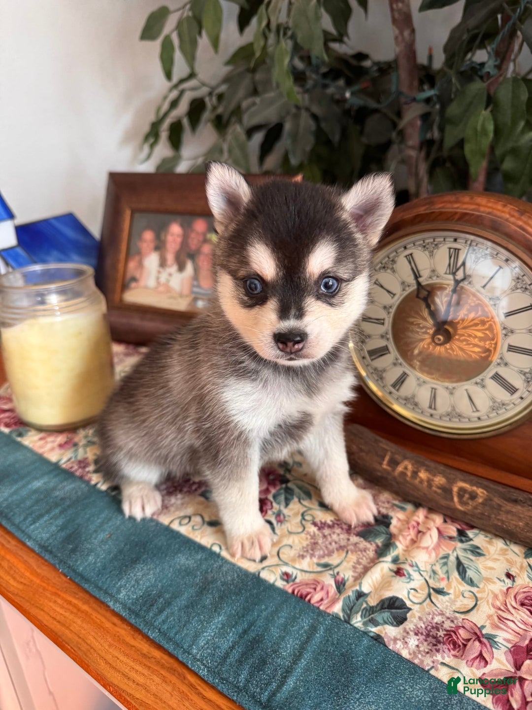 Alaskan Klee Kai dogs for sale: Blue Adam - Image 3