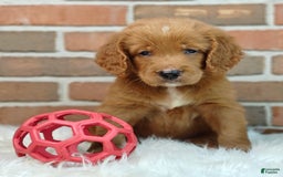 Goldendoodle dogs for sale: River - Image 11
