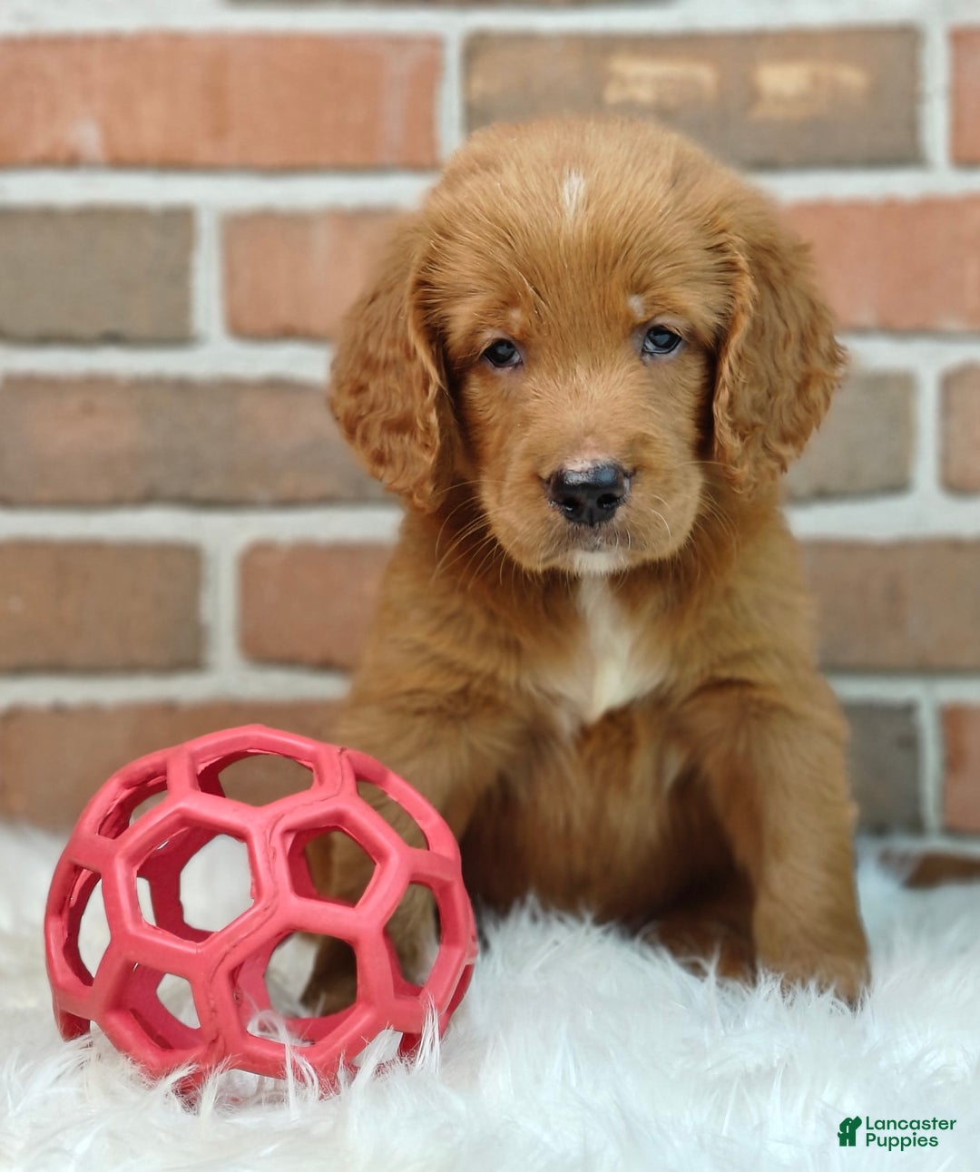 Goldendoodle dogs for sale: River - Image 11