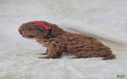  dogs for sale: Mini Goldendoodle 7 puppies - Image 9