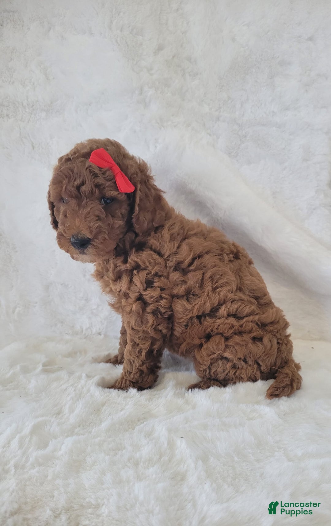  dogs for sale: Mini Goldendoodle 7 puppies - Image 9