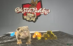English Bulldog dogs for sale: Chubbs - Image 1