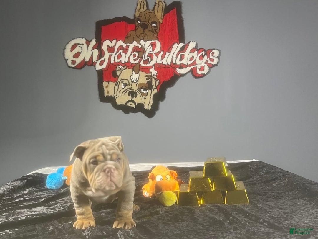 English Bulldog dogs for sale: Chubbs - Image 1