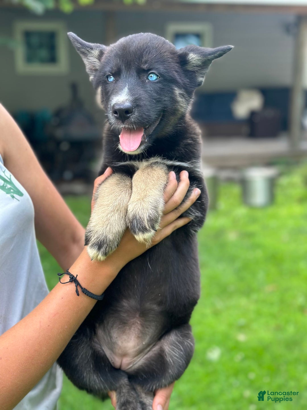 Gerberian Shepsky dogs for sale: Pixy - Image 22