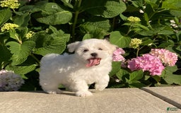 Coton De Tulear dogs for sale: Button - Image 15