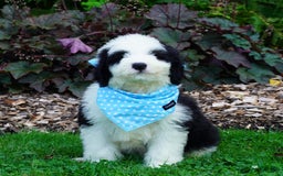 Sheepadoodle dogs for sale: Oreo - Image 3
