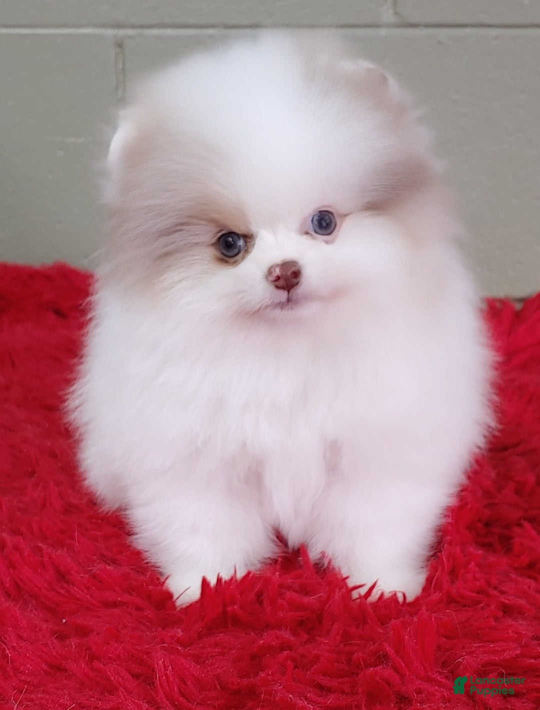 Pomeranian dogs for sale: Louie - Image 7