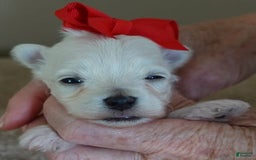 Maltipoo dogs for sale: Beans - Image 31