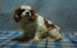 Cavapoo dogs for sale: Bean - Image 11