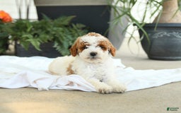 Mini Goldendoodle dogs for sale: Ginger - Image 13