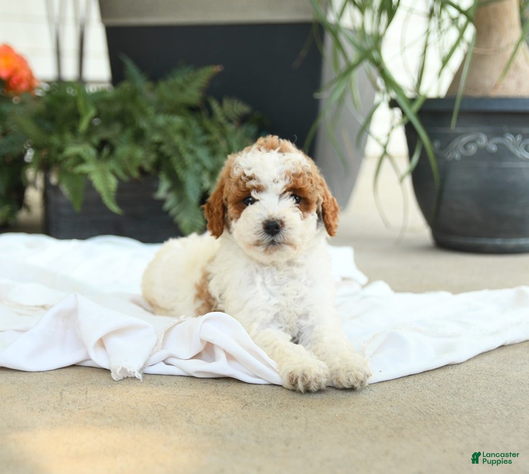 Mini Goldendoodle dogs for sale: Ginger - Image 13