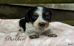 Miniature Dachshund dogs for sale: Dasher - Image 1