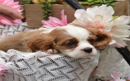 Cavalier King Charles Spaniel dogs for sale: Darrel - Image 6