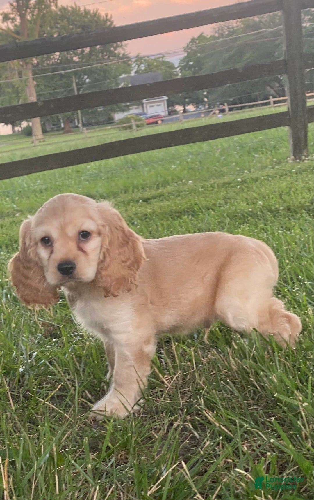 Cocker Spaniel dogs for sale: Otis - Image 4