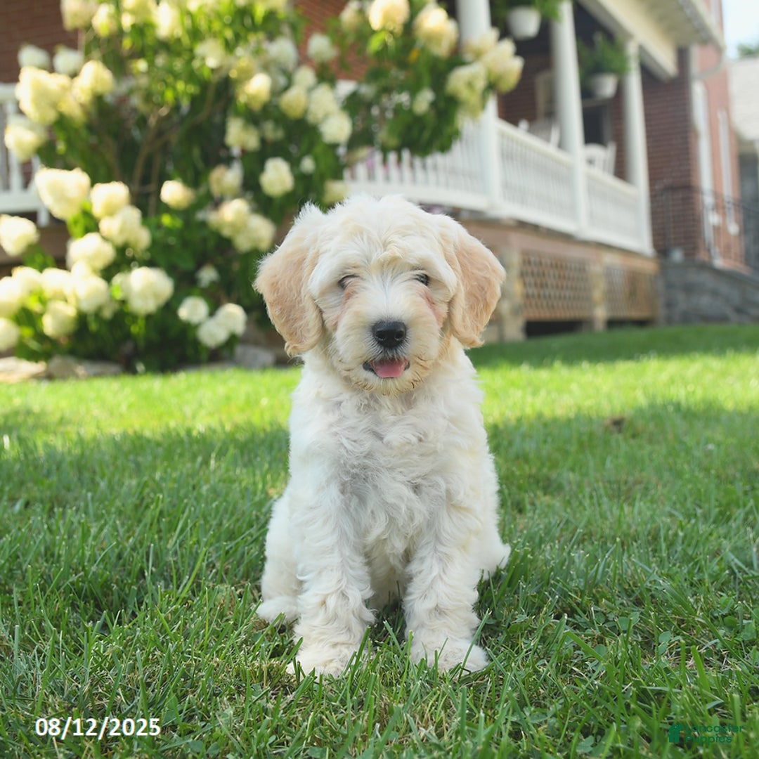 Mini Goldendoodle dogs for sale: Hazel - Image 5