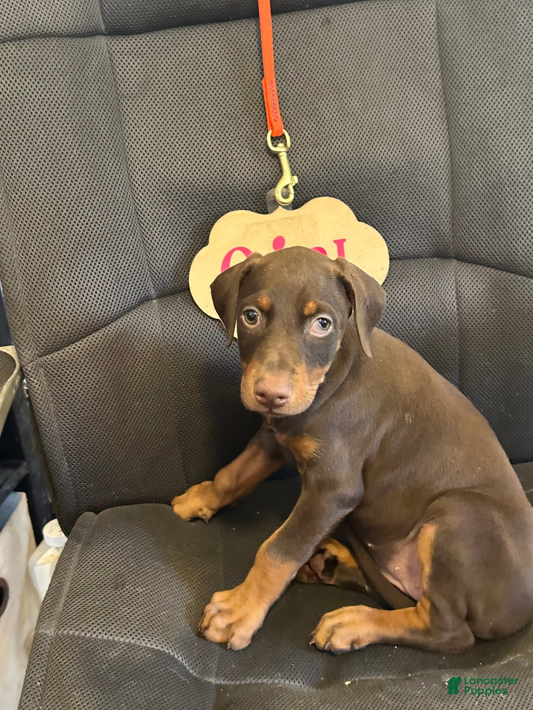Doberman Pinscher dogs for sale: Vivian - Image 2