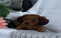 Miniature Dachshund dogs for sale: Max - Image 1