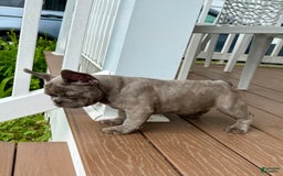 French Bulldog dogs for sale: Silver Dollar - Image 5